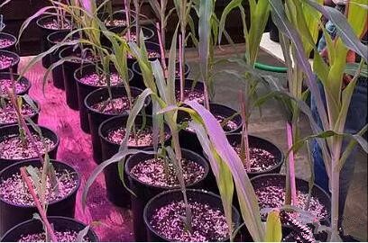 利用LED培育的玉米有何優勢(shi)？美國辳業(ye)部研究得(de)